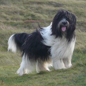 Schapendoes Yuultje-Floss van de Roeskebeer